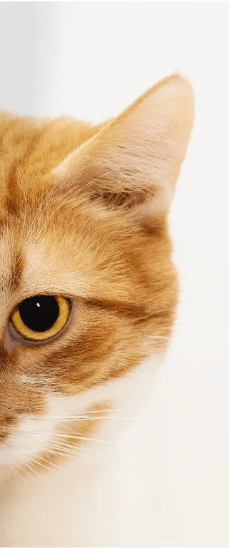 Mačka u City Cat Hotelu